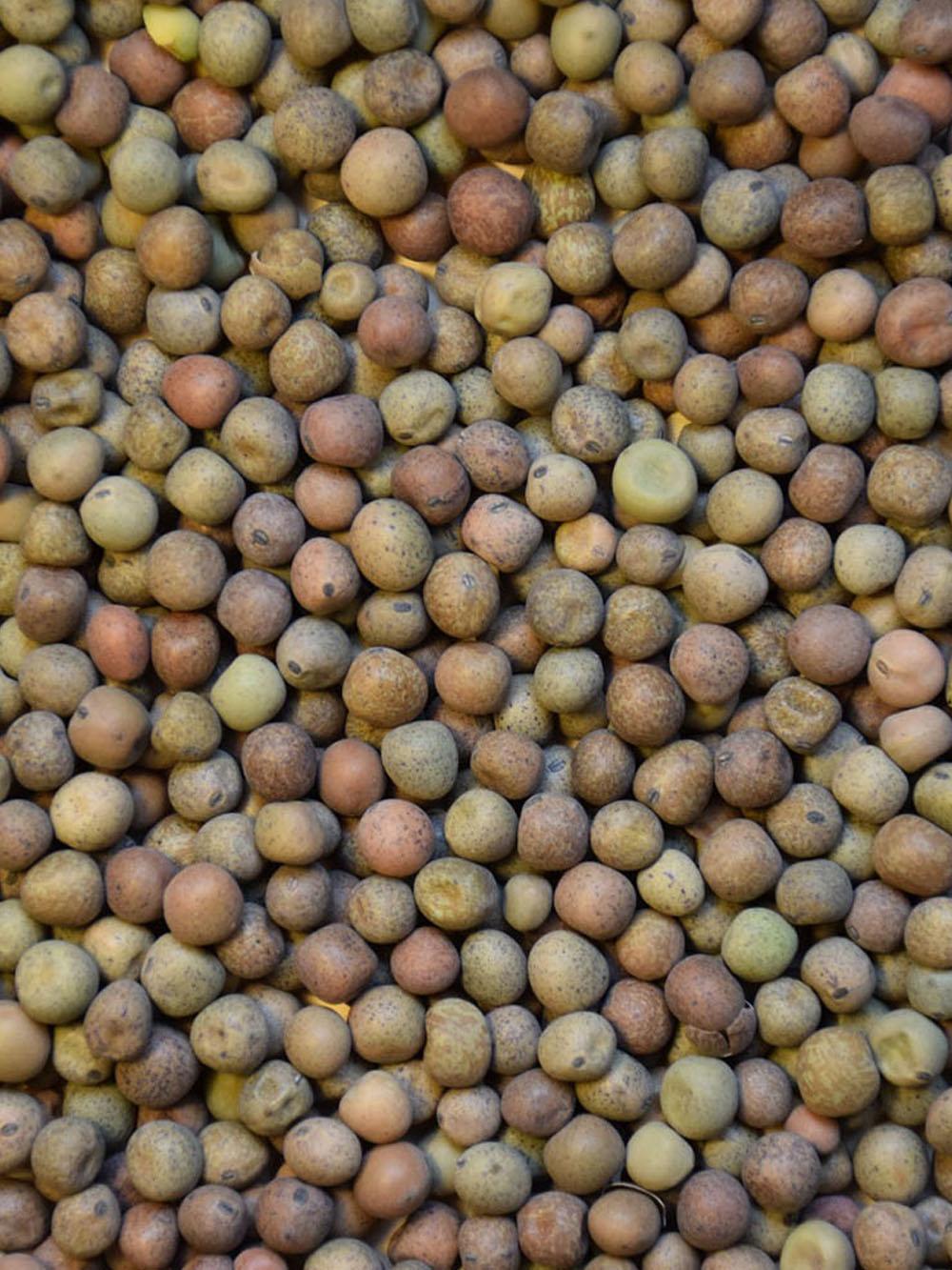 Austrian Winter Pea